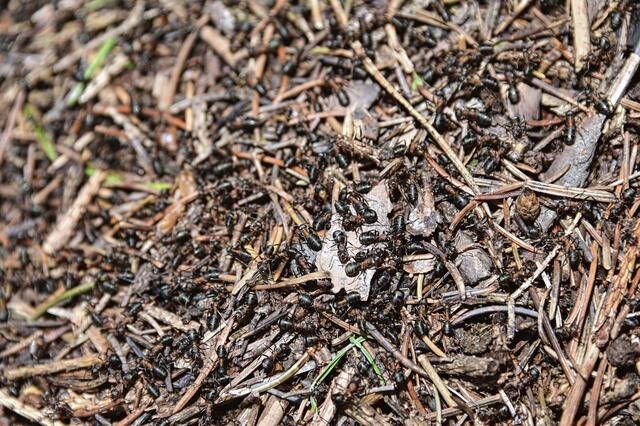 Foto: Ilona Schäfer