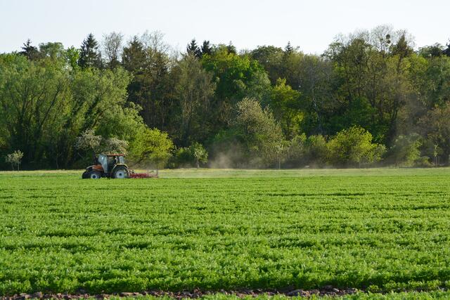 "Anhäufeln", damit die Karotte von Kopf bis Fuß ihre Farbe behält | Foto: A. Abt
