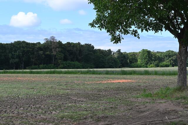 nach der Ernte | Foto: A. Abt