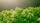 Ein anonymer Hinweis brachte die Polizei Zweibrücken auf die Spur einer Cannabis-Plantage in Hornbach / Symbolfoto  | Foto: Bild von NickyPe auf Pixabay 