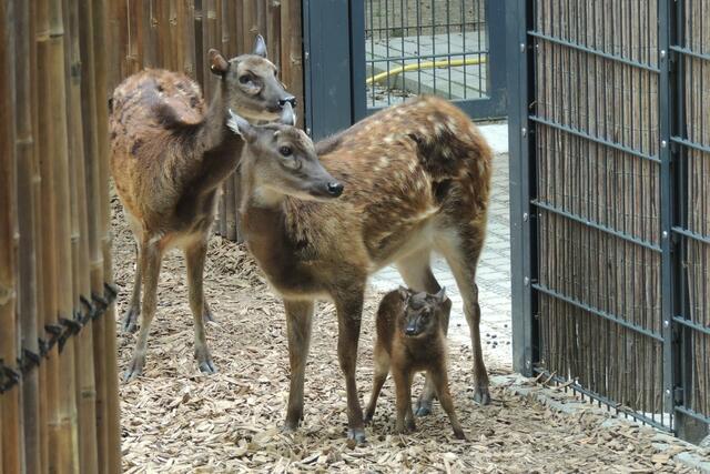 Auch die Prinz-Alfred-Hirsche im Zoo Landau freuen sich über Nachwuchs. | Foto: Zoo Landau