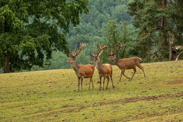 Wild- und Wanderpark | Foto: Dominik Ketz