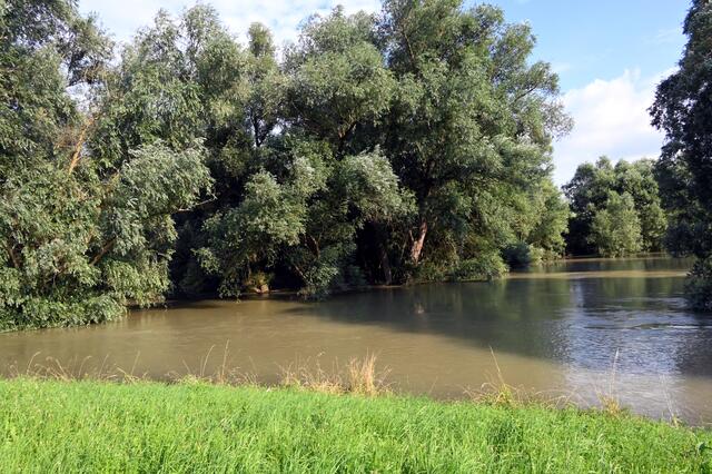 Auenwald Goldgrund bei Maximiliansau "unter Wasser" - kein Platz mehr für Rehe | Foto: A. Abt