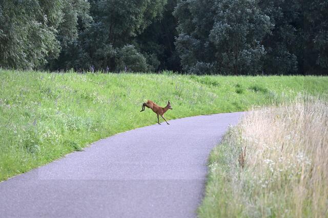 Rehbock sucht einen trockenen Platz | Foto: A. Abt
