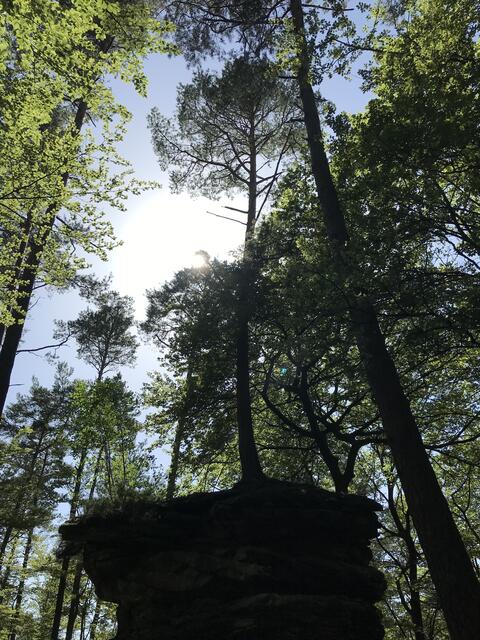 Auf der Küche steht ein Baum  | Foto: B. Bender