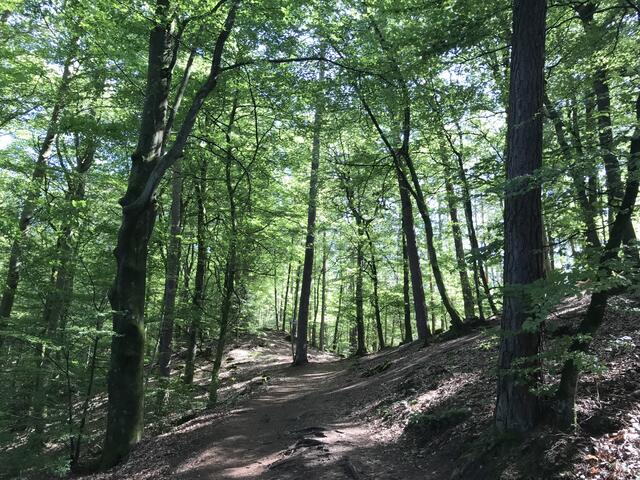 Romantische Waldwege | Foto: B. Bender