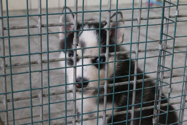 Wegen Tollwut-Quarantäne in der so wichtigen Prägephase leider weggesperrt: Zwei Huskeys haben das im Frankenthaler Tierschutzverein durchgemacht. Dabei haben sich die Tierschützer viel einfallen lassen, um die zwei zu beschäftigen.