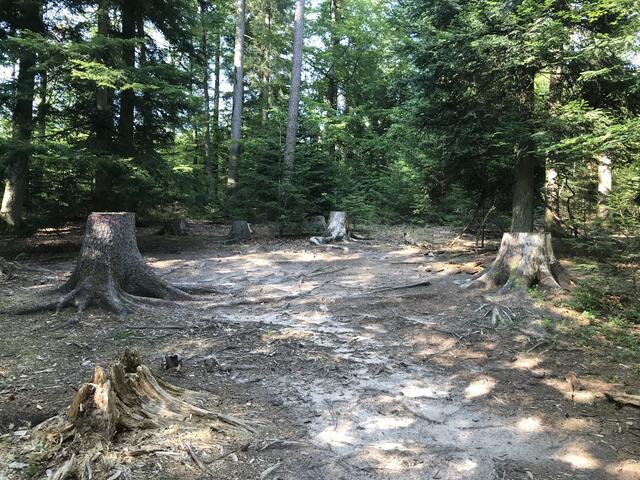 Das Waldklassenzimmer muss neu eingerichtet werden | Foto: B. Bender