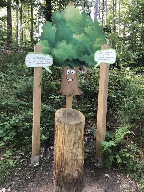 Jahresringe zählen | Foto: B. Bender