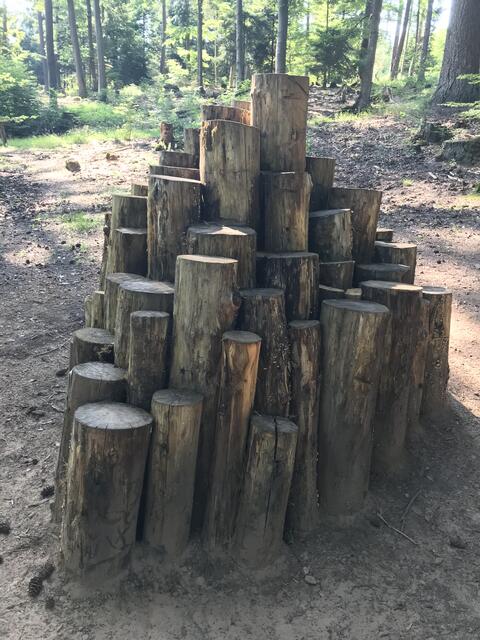 So viel Holz wächst in einer Stunde im Landauer Stadtwald nach | Foto: B. Bender