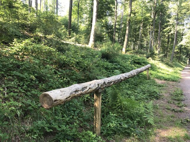 "Baumtelefon" | Foto: B. Bender