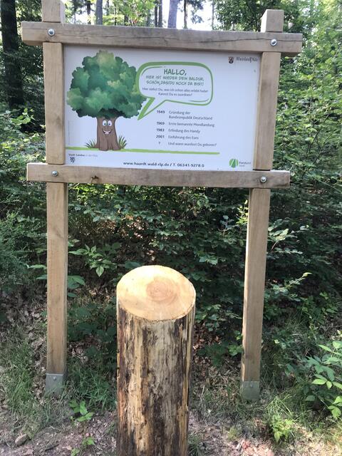 Wie alt ist der Baum? | Foto: B. Bender