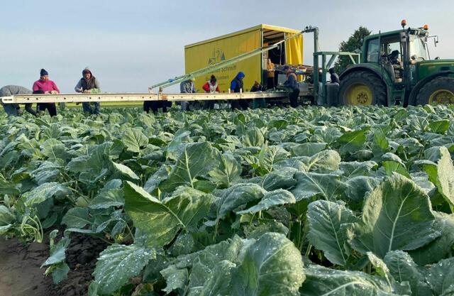Lokales Obst und Gemüse gibt es beim Hofladen für Speyer, Hockenheim und die Region. Hier gibt es die frischen Produkte aus der Nähe - denn die Produkte stammen aus dem Umkreis von 50 km.