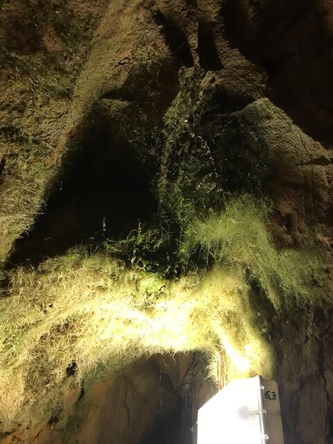 Moose entstehen durch die Beleuchtung in der Grube | Foto: B. Bender