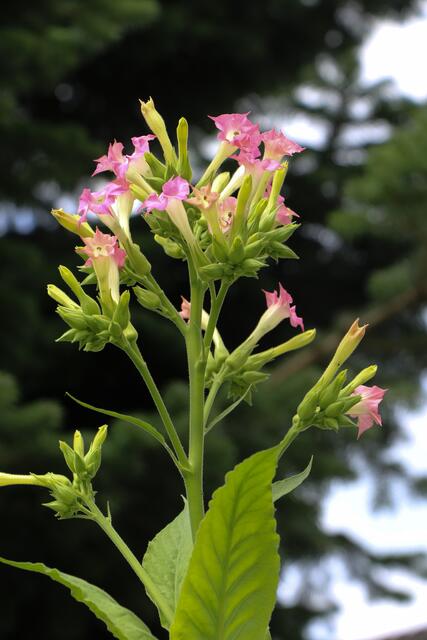 Tabakblüte | Foto: Heike Schwitalla