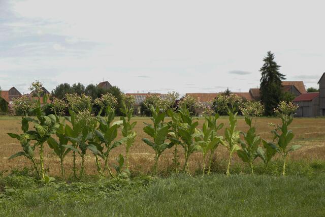 Tabakpflanzen in Hatzenbühl | Foto: Heike Schwitalla