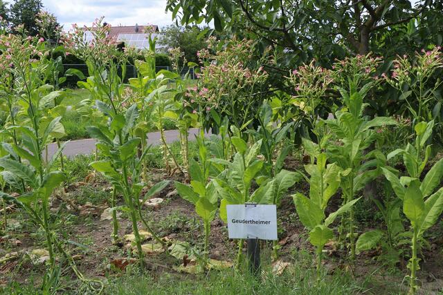 Tabakpflanzen "Geudertheimer" | Foto: Heike Schwitalla