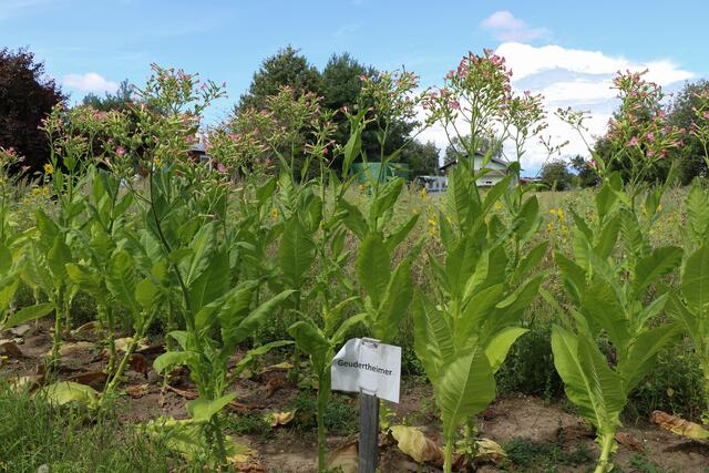 Tabakpflanze "Geudertheimer" | Foto: Heike Schwitalla