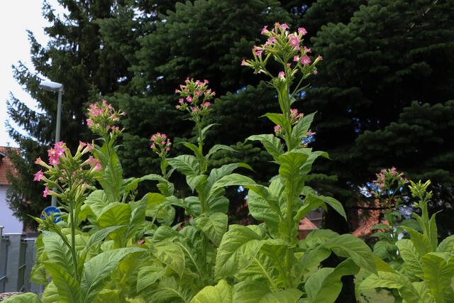 Tabakpflanzen | Foto: Heike Schwitalla