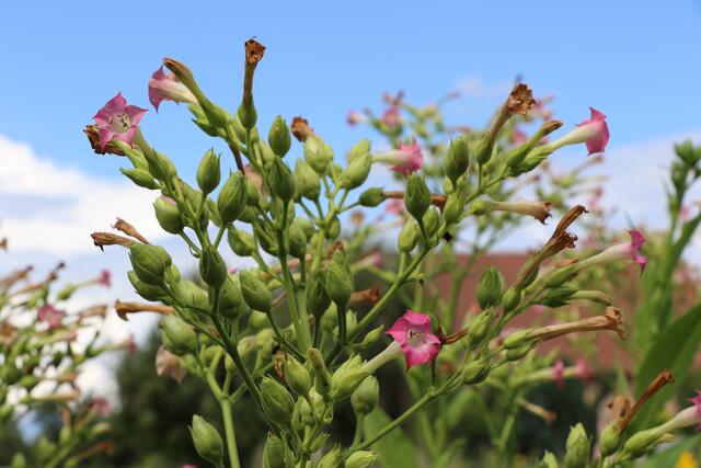 Tabakblüte