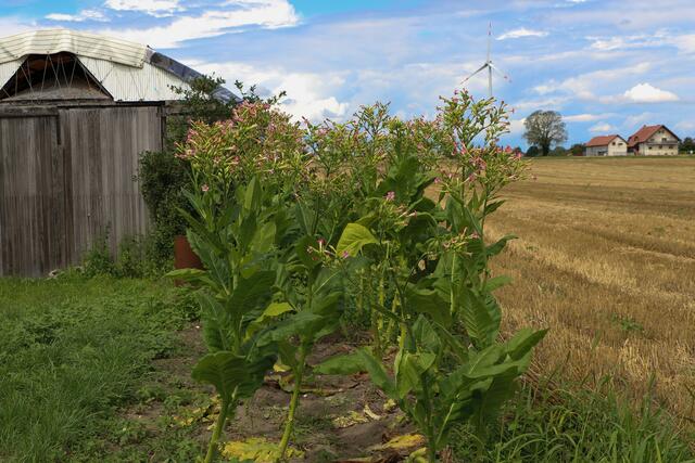 Tabakpflanze in Hatzenbühl | Foto: Heike Schwitalla