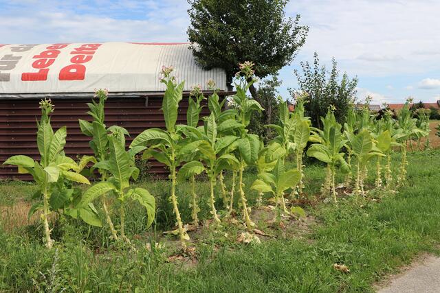 Tabakpflanzen in Hatzenbühl | Foto: Heike Schwitalla