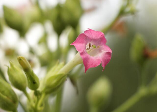 Tabakblüte | Foto: Heike Schwitalla