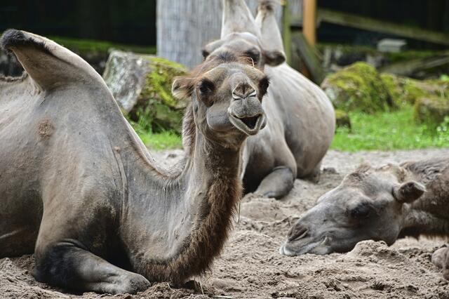 Foto: Ilona Schäfer