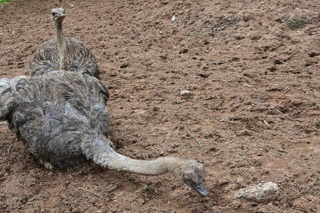 Foto: Ilona Schäfer