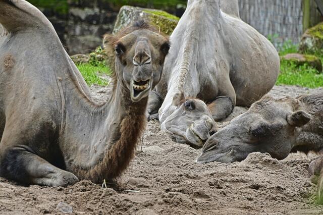 Foto: Ilona Schäfer