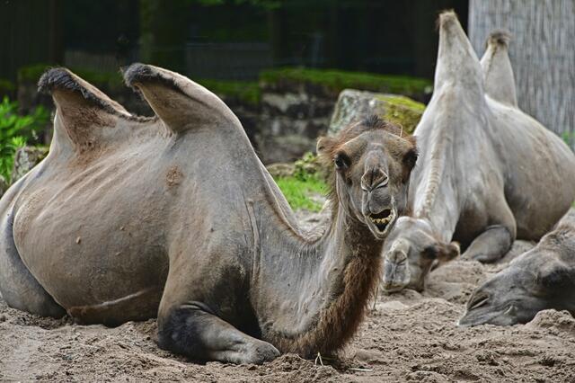 Foto: Ilona Schäfer