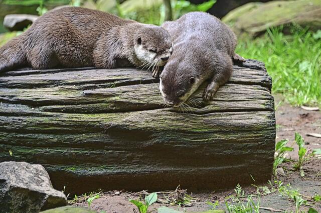 Foto: Ilona Schäfer