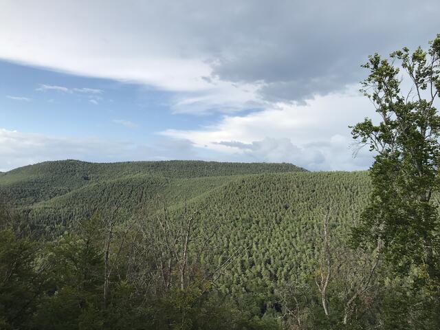 Pfälzerwald so weit das Auge reicht | Foto: B. Bender