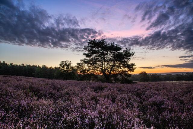 "Mehlinger Heide":  Diese Aufnahme von Wochenblatt-Reporter Georg Beck ist das Septembermotiv des neuen Kalenders.  | Foto: Georg Beck