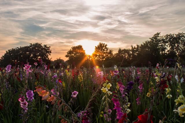 Das Foto vom Sonnenuntergang am Blumenfeld in Offenbach an der Queich ist der Sieger für den August 2019. | Foto: Lisa-Marie Spengler