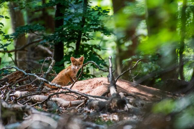 Diese Aufnahme von Wochenblatt-Reporter Justin Öhler ist das Junimotiv des neuen Kalenders.  | Foto: Justin Öhler