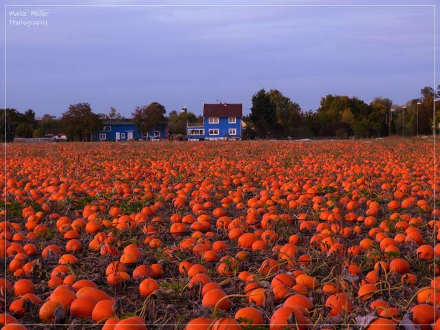 "Kürbisfeld vor Ludwigshafen":  Diese Aufnahme von Wochenblatt-Reporterin Maike Müller ist das Oktobermotiv des neuen Kalenders.   | Foto: Maike Müller