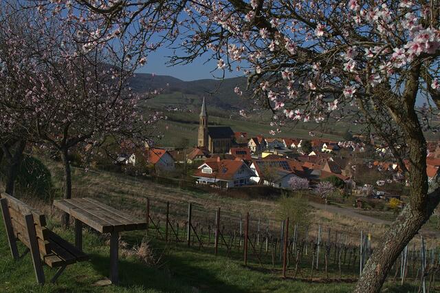Das Foto von der Mandelblüte mit Blick auf Birkweiler ist der Sieger für den März 2019.  | Foto: Michael Langner