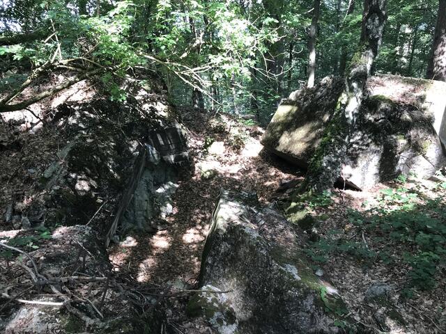 Wald und Beton | Foto: B. Bender