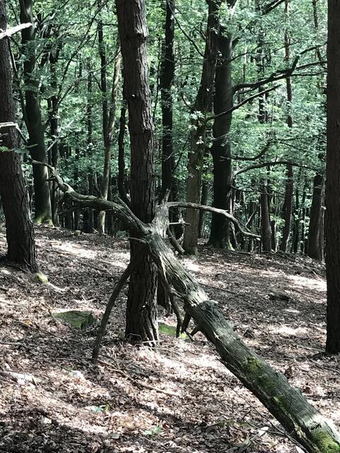 Eigenartige Gestalt | Foto: B. Bender