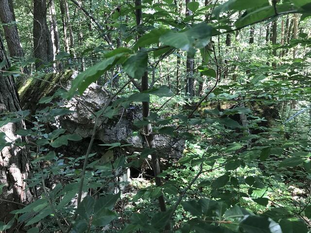 Flora und Fauna "verdecken" den Schrecken | Foto: B. Bender