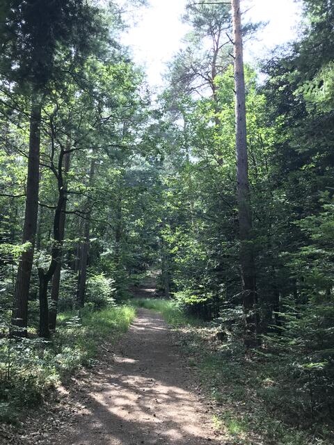 Ruhigerer Abschnitt auf dem Westwallweg | Foto: B. Bender