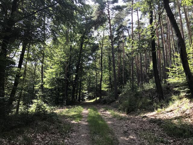 Beruhigende Waldatmosphäre | Foto: B. Bender