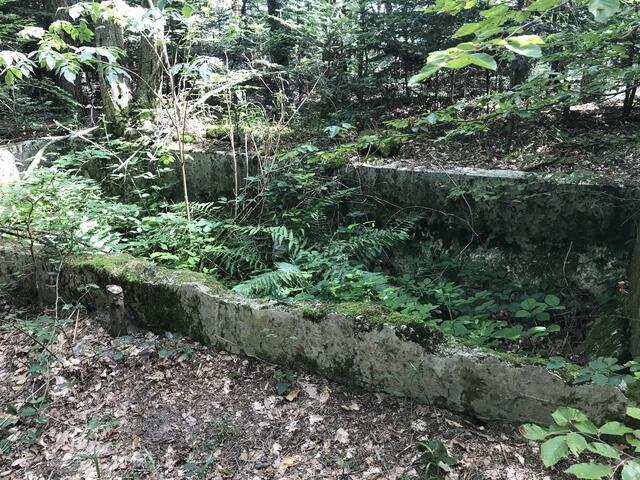 Natürliche "Bepflanzung" | Foto: B. Bender