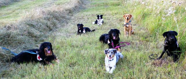 Foto: DRK Rettungshundestaffel Donnersberg