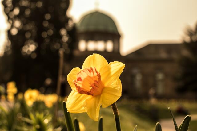 24.03 im Botanischen Garten beim Schloss in Karlsruhe | Foto: https://www.instagram.com/el_santo_conejo/