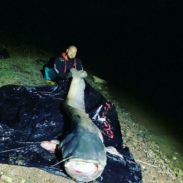 Wolfgang Russ mit einem seiner größten Welsfänge - Mahlzeit :-) | Foto: Wolfgang Russ