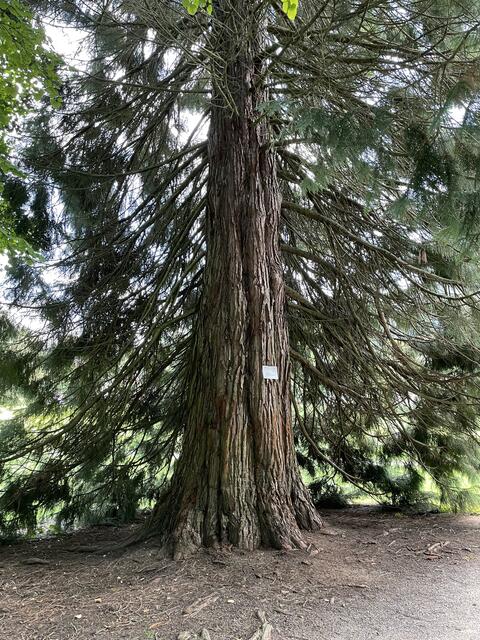 So alt müsste man werden😂und noch immer so schön aussehen 😊im Kurpark in Bad-Herrenalb 