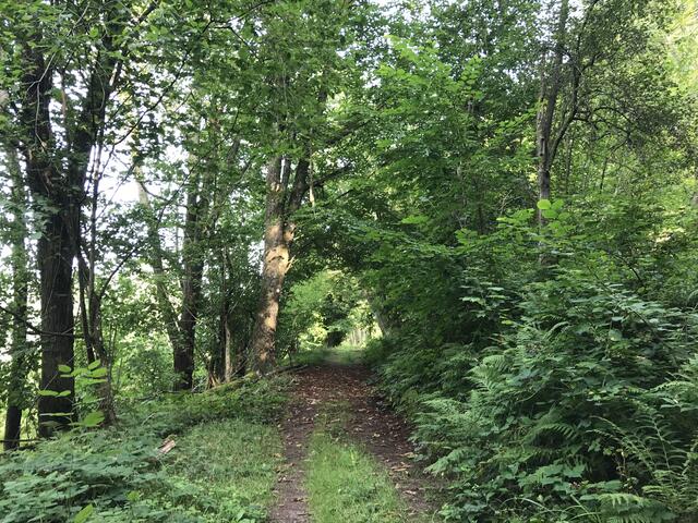 Saftiges Grün | Foto: B. Bender