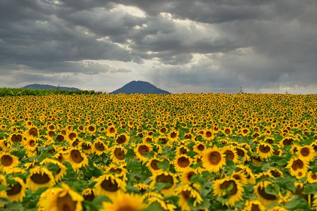 Sonnenblumen bei Esslingen | Foto: Ilona Schäfer